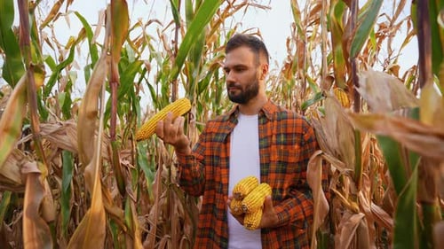Farmer Examining Corn Harvest in Field