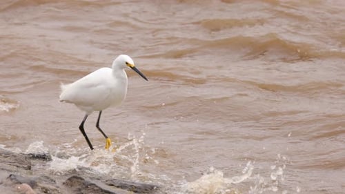Snowy Egret and flooded Los Angeles River after heavy rain