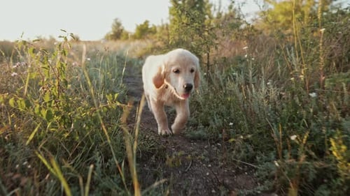 Sweet Golden Retriever Puppy Running On Green Grasshappy Doggy Playful Dog