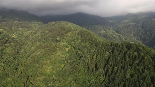 Aerial coniferous pine forest, drone view of coniferous green pine forest