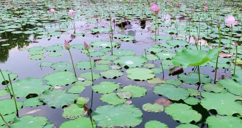 Lotus flowers blooming on serene pond tranquil nature scene peaceful environment close-up view