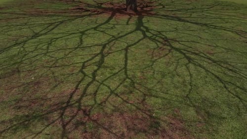 Shadows of tree branches casted along the green grass.
Location: Big Island, Hawaii
4K Raw Aerial F