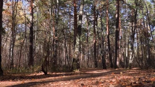 Autumn Forest Ground Covered with Dry Fallen Leaves