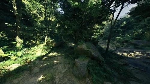 Peaceful Rocky Woodland Floor Beneath Thick Tree Cover with Hidden Water
