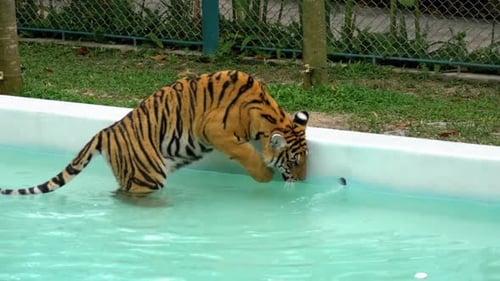 Tiger in the Zoo is Immersed in a Pool with Water Takes His Paw and Plays with Water Thailand