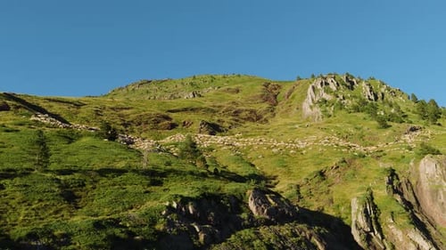 Huge Flock of Sheep Grazing on a Steep Mountain Pasture