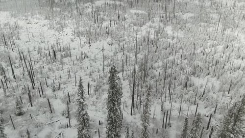 4k Aerial dead trees in snow during winter Drone dolly in shot