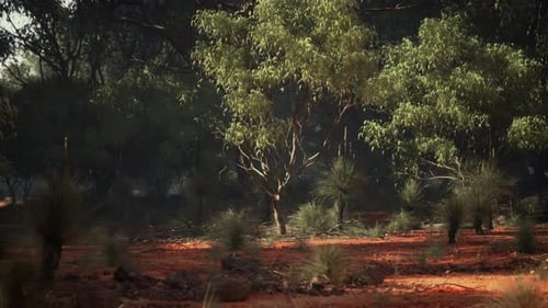 A Lush Green Forest with Tall Trees and Vibrant Foliage