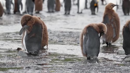 KIng penguin Colony with chicks