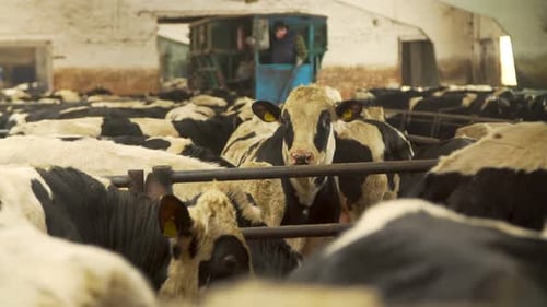 Cows in a Dairy Farm Cowshed