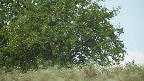 Green Apple Tree in Summer Field