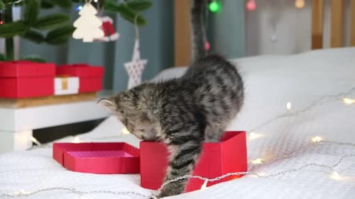 Cute Kitten Exploring Christmas Present in Cozy Home