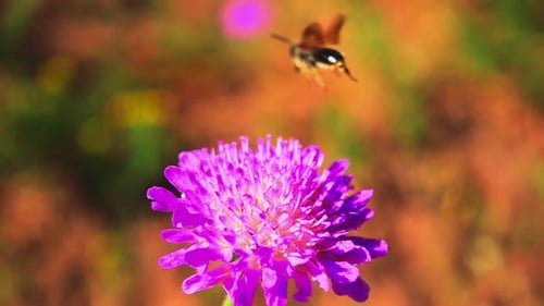 A bee collects nectar from a purple flower and flies away, 500fps slow motion