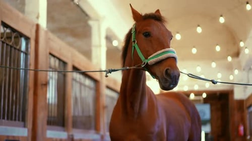 Graceful Brown Horse Tied in Stable Standing Indoors Portrait of Strong Purebred Stallion in Barn on