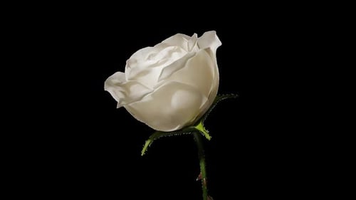 Blooming Roses on a Transparent Background