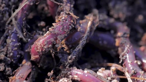 Several earthworms crawling between the earth and some organic compound.