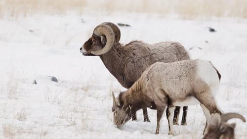 Bighorn sheep grazing in the Winter in Montana