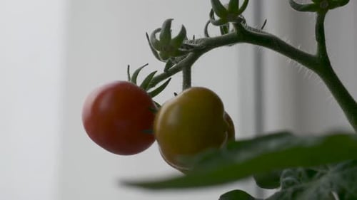 Zwei Kirschtomaten, eine rot reif und die andere grün. Handheld-CPU
.