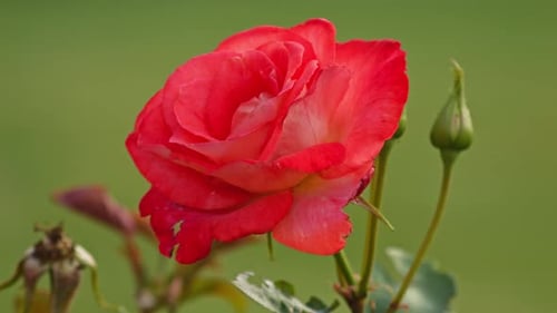 Beautiful Aachener Dom Rose - Close Up
