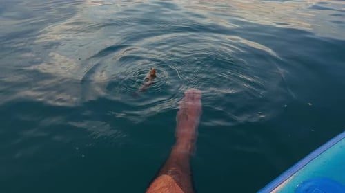 Ansicht von oben nach unten auf den Fuß, der vom Paddelbrett hängt, während sich der Fisch am Haken im Wasser bewegt, ruhige Oberfläche mit