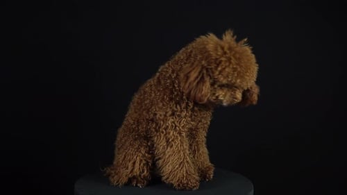 Spinning Red Poodle With Curly Coat.