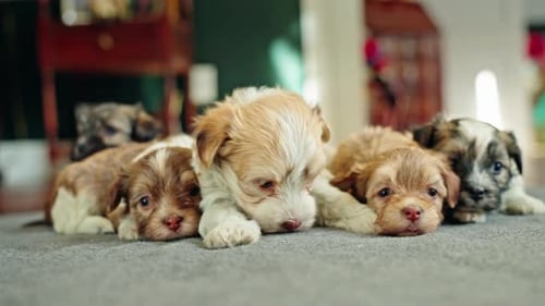 Havanese Puppies Resting Together on a Soft Carpet in a Cozy Home Interior