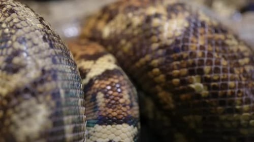 El hog boa constrictor se enfoca y se desplaza desde atrás hacia la cara