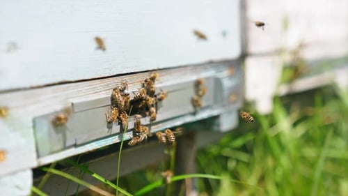 Working bees gathering around the entrance slot to a beehive. Close up. Blurred backdrop.