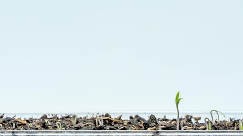 Seedling Growth Time Lapse Indoors