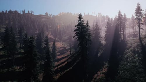 Evergreen Fir Trees with Cones Peaks of French Alps Mountains