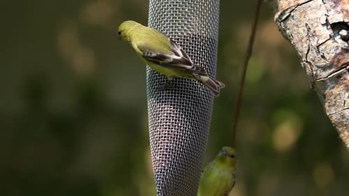 Lesser Goldfinches eating Thistle seed a t a feeder in Southern California.
