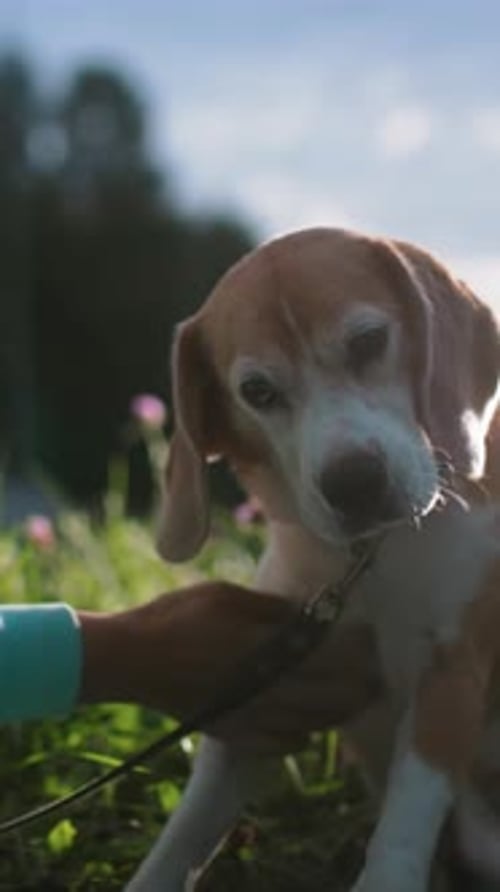Cute beagle dog gets affection in outdoor setting