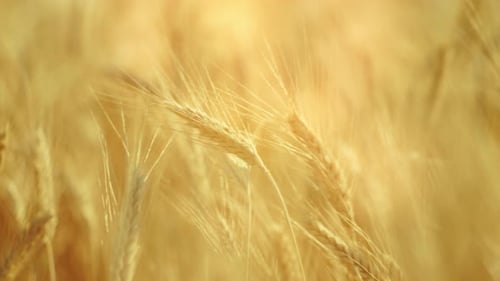 Golden Wheat Field Swaying Gently in the Breeze