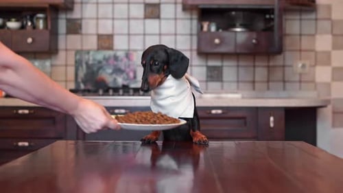 Dachshund Wearing Scarf Sits at Kitchen Table