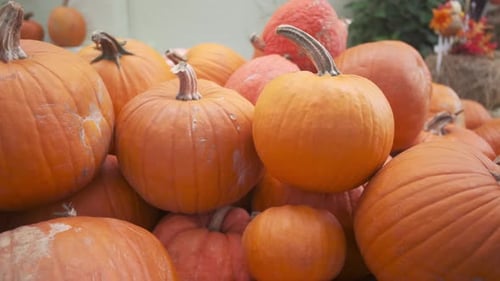 Hands picking up orange pumpkin. Stationary shot at a pumpkin patch