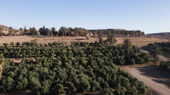 Neot Smadar Kibbutz in Israel, Palm Trees with Desert Hills, Buildings ...