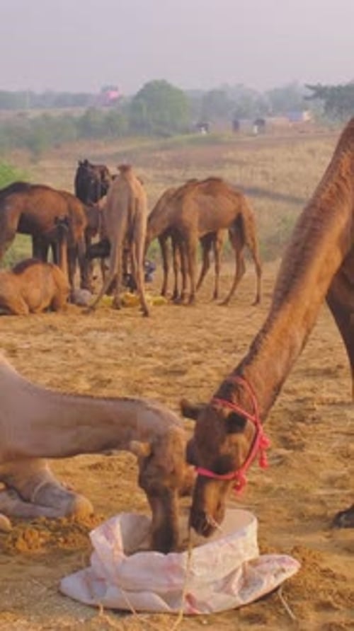 Des chameaux au festival de la foire aux chameaux de Pushkar Mela sur le terrain au lever du soleil Pushkar, Rajasthan, Inde