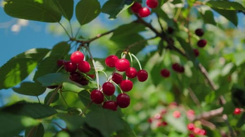 Schöne rote Kirschen vor dem Hintergrund von blauem Himmel und grünen Blättern. Reife Kirschen am Baum.