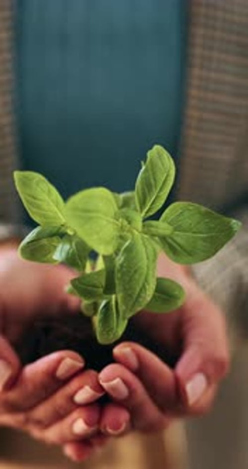 Sustainable, business and hands with leaf, ethics or compliance in environmental responsibility