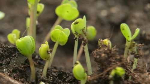 Seedlings Sprouting in Dark Soil Close Up