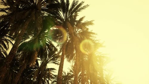 Golden Sun Rays Through Tropical Palm Trees