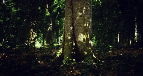 Majestic Tree Stands Tall in a Sunlit Forest with Vibrant Green Foliage
