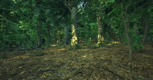 Exploring a Serene Forest with Lush Greenery and Scattered Foliage