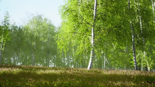 Birch Trees on the Green Grass