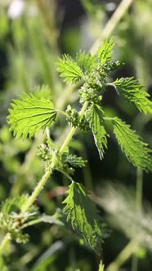 Plante d'ortie aux feuilles vertes poussant à l'extérieur, gros plan