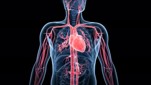 Human heart beating within a glowing vascular system medical animation