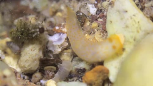 Yellow Sea Slug moving around rocks during low tide, Eilat, Israel