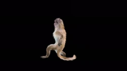 59 Monkey Dance 4K