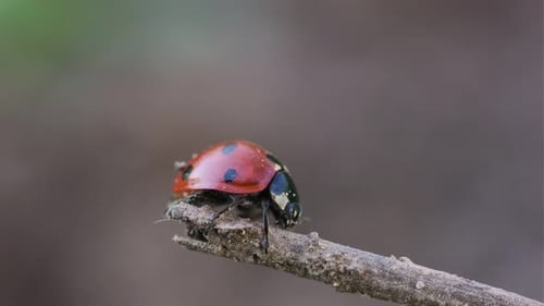 Ladybug Close Up on Twig