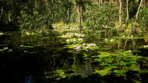 Lush Green Jungle Landscape with Water Lilies in Vietnams Serene Wetlands